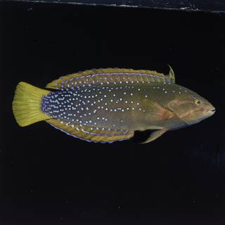 To NMNH Extant Collection (Coris gaimard FIN029685 Slide 120 mm)