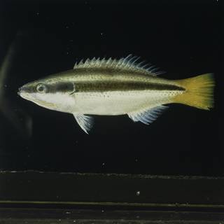 To NMNH Extant Collection (Diproctacanthus xanthurus FIN029733 Slide 120 mm)