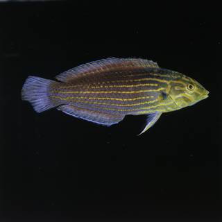To NMNH Extant Collection (Halichoeres chlorocephalus FIN029789 Slide 120 mm)