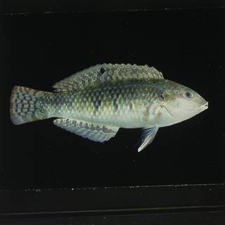 To NMNH Extant Collection (Halichoeres margaritaceus FIN029845 Slide 120 mm)