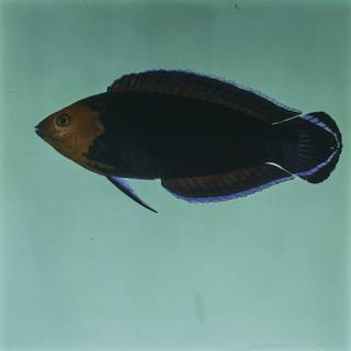 To NMNH Extant Collection (Halichoeres rubricephalus FIN029914 Slide 120 mm)
