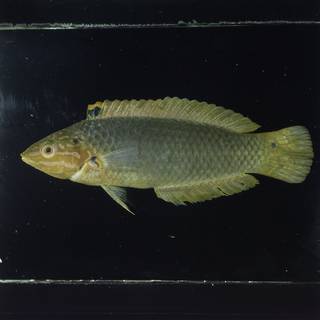 To NMNH Extant Collection (Halichoeres solorensis FIN029928 Slide 120 mm)