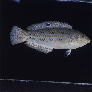 To NMNH Extant Collection (Halichoeres timorensis FIN029938 Slide 120 mm)
