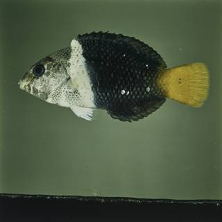 To NMNH Extant Collection (Hemigymnus melapterus FIN029957 Slide 120 mm)
