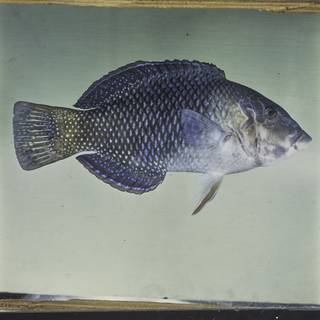 To NMNH Extant Collection (Hemigymnus melapterus FIN029958 Slide 120 mm)