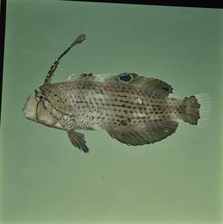 To NMNH Extant Collection (Iniistius pavo FIN030042 Slide 120 mm)