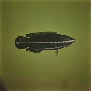 To NMNH Extant Collection (Labrichthys unilineatus FIN030057 Slide 120 mm)