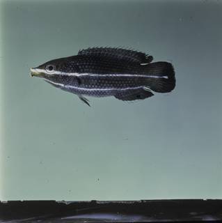 To NMNH Extant Collection (Labrichthys unilineatus FIN030058 Slide 120 mm)