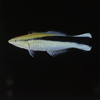 To NMNH Extant Collection (Labroides dimidiatus FIN030064 Slide 120 mm)