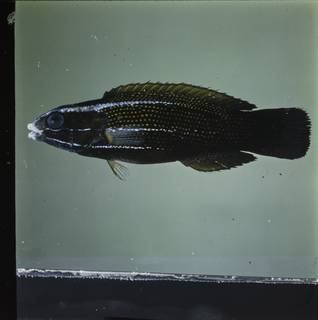 To NMNH Extant Collection (Labropsis polynesica FIN030092 Slide 120 mm)