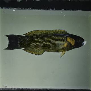 To NMNH Extant Collection (Labropsis polynesica FIN030093 Slide 120 mm)