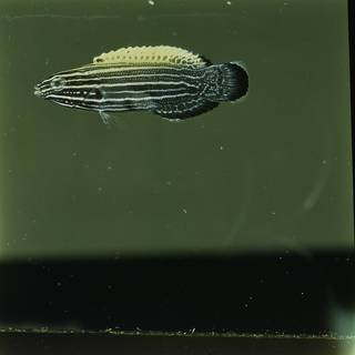 To NMNH Extant Collection (Labropsis xanthonota FIN030094 Slide 120 mm)