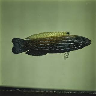 To NMNH Extant Collection (Labropsis xanthonota FIN030095 Slide 120 mm)