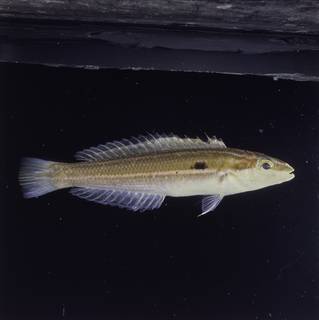 To NMNH Extant Collection (Leptojulis polylepis FIN030114 Slide 120 mm)