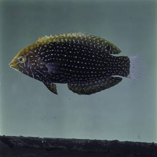 To NMNH Extant Collection (Macropharyngodon cyanoguttatus FIN030124 Slide 120 mm)