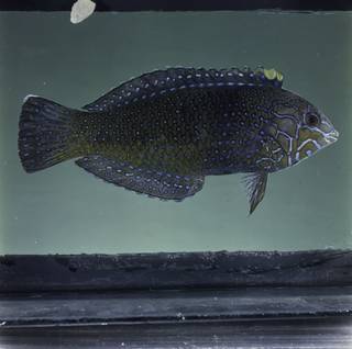 To NMNH Extant Collection (Macropharyngodon cyanoguttatus FIN030125 Slide 120 mm)