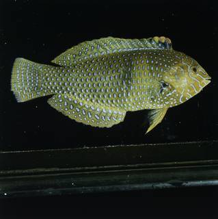 To NMNH Extant Collection (Macropharyngodon geoffroy FIN030128 Slide 120 mm)