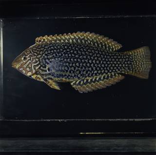 To NMNH Extant Collection (Macropharyngodon ornatus FIN030145 Slide 120 mm)