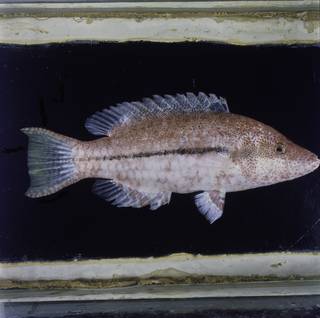 To NMNH Extant Collection (Oxycheilinus arenatus FIN030160 Slide 120 mm)