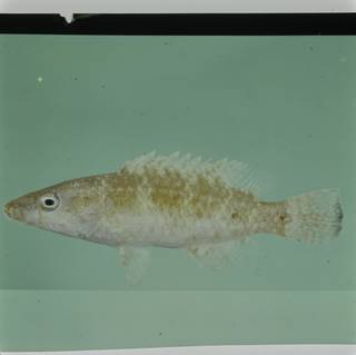 To NMNH Extant Collection (Oxycheilinus nigromarginatus FIN030185 Slide 120 mm)