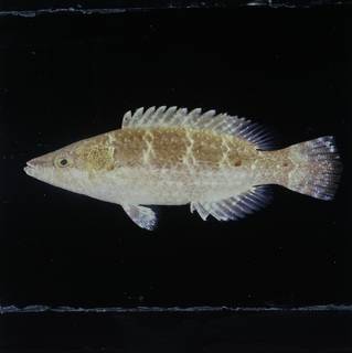 To NMNH Extant Collection (Oxycheilinus nigromarginatus FIN030186 Slide 120 mm)