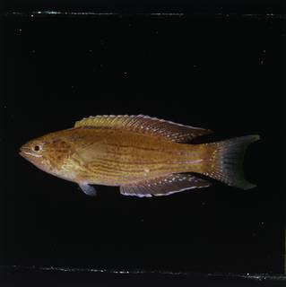 To NMNH Extant Collection (Paracheilinus angulatus FIN030203 Slide 120 mm)