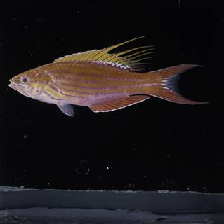 Paracheilinus filamentosus - poisson-arc-en-ciel à filaments M - Aquaplante