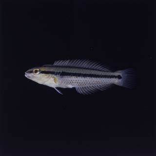 To NMNH Extant Collection (Parajulis poecilepterus FIN030227 Slide 120 mm)