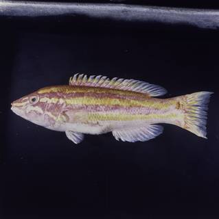 To NMNH Extant Collection (Polylepion russelli FIN030230 Slide 120 mm)