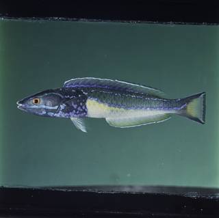 To NMNH Extant Collection (Pseudojuloides erythrops FIN030295 Slide 120 mm)