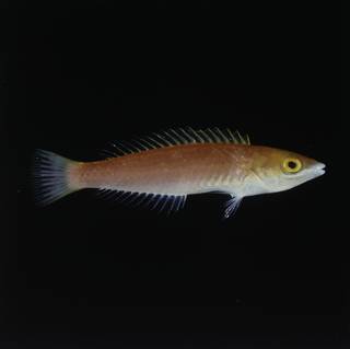 To NMNH Extant Collection (Pseudojuloides mesostigma FIN030299 Slide 120 mm)