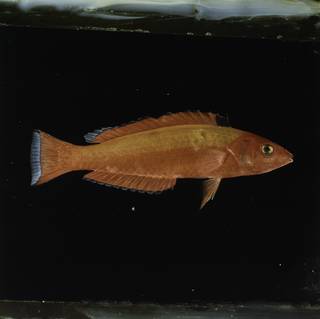 To NMNH Extant Collection (Pseudojuloides pyrius FIN030303 Slide 120 mm)