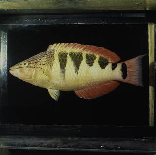 To NMNH Extant Collection (Pseudolabrus semifasciatus FIN030324 Slide 120 mm)