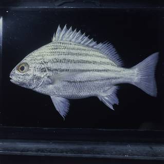 To NMNH Extant Collection (Pomadasys furcatus FIN029041 Slide 120 mm)
