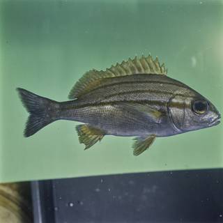 To NMNH Extant Collection (Pomadasys striatus FIN029056 Slide 120 mm)