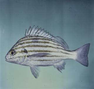 To NMNH Extant Collection (Pomadasys taeniatus FIN029060 Slide 120 mm)
