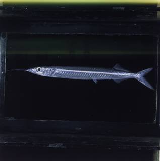 To NMNH Extant Collection (Hyporhamphus gamberur FIN029092B Slide 120 mm)