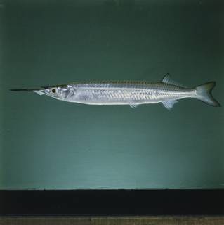 To NMNH Extant Collection (Hyporhamphus limbatus FIN029094 Slide 120 mm)