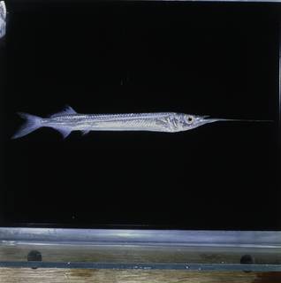 To NMNH Extant Collection (Rhynchorhamphus FIN029100B Slide 120 mm)