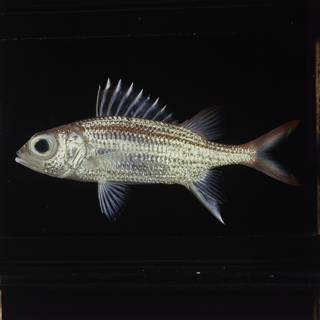 To NMNH Extant Collection (Neoniphon argenteus FIN029173 Slide 120 mm)