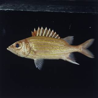 To NMNH Extant Collection (Neoniphon aurolineatus FIN029175 Slide 120 mm)