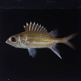 To NMNH Extant Collection (Neoniphon aurolineatus FIN029176 Slide 120 mm)