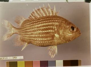 To NMNH Extant Collection (Ostichthys hypsipterygion FIN029187 Slide 35 mm)