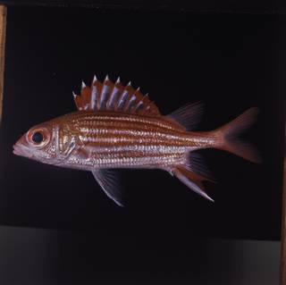 To NMNH Extant Collection (Sargocentron microstoma FIN029239 Slide 120 mm)