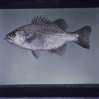 To NMNH Extant Collection (Kuhlia rupestris FIN029280B Slide 120 mm)