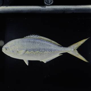 To NMNH Extant Collection (Kyphosus ocyurus FIN029293 Slide 120 mm)