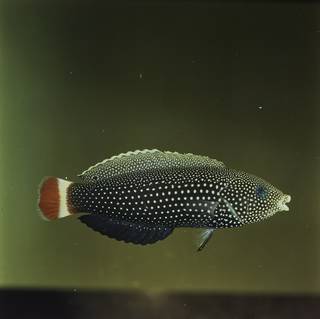 To NMNH Extant Collection (Anampses chrysocephalus FIN029307 Slide 120 mm)