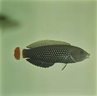To NMNH Extant Collection (Anampses chrysocephalus FIN029307B Slide 120 mm)