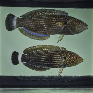 To NMNH Extant Collection (Anampses lineatus FIN029329 Slide 120 mm)