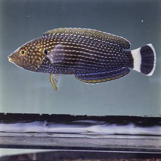 To NMNH Extant Collection (Anampses lineatus FIN029330 Slide 120 mm)